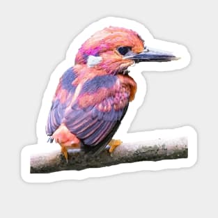 South Philippine Dwarf Kingfisher Sticker